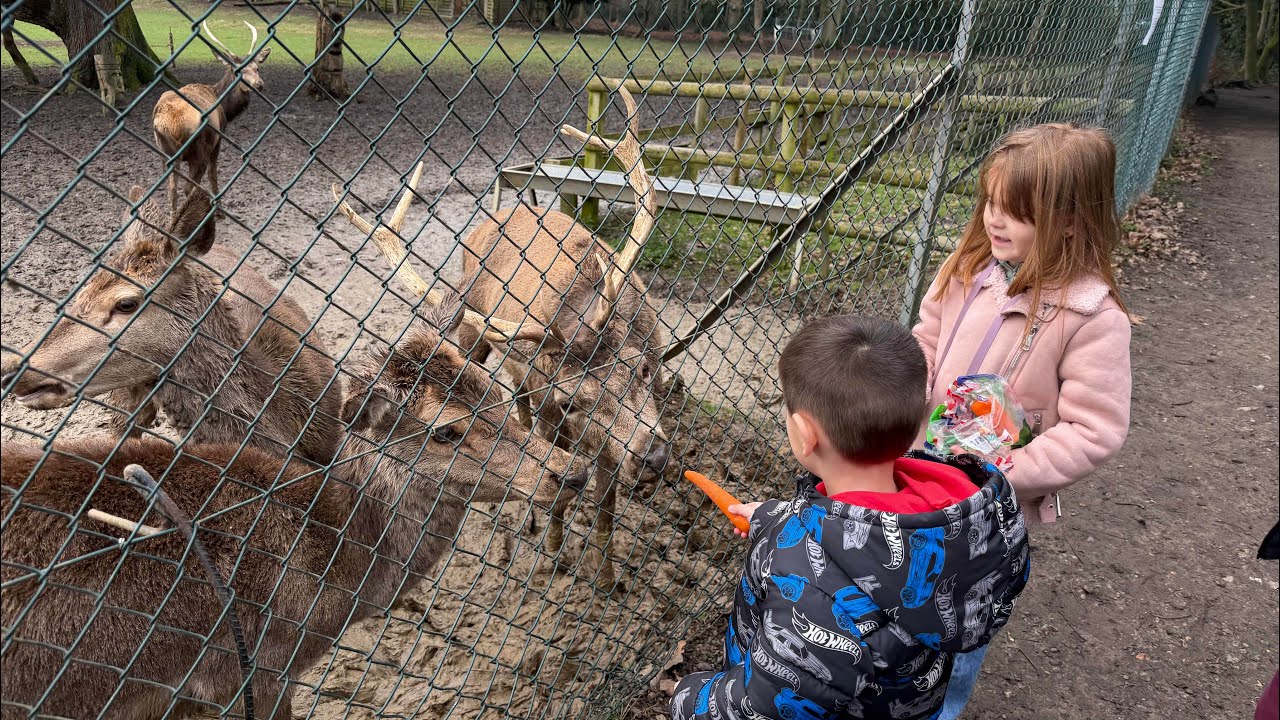 We feed the red deers at Bedfords Park