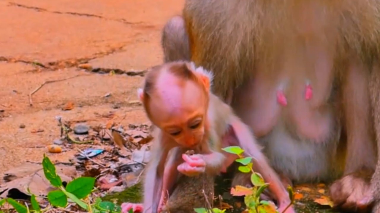First Rainstorm Survival: Baby Monkey Bravely Shelters Under Mother During Heavy Downpour