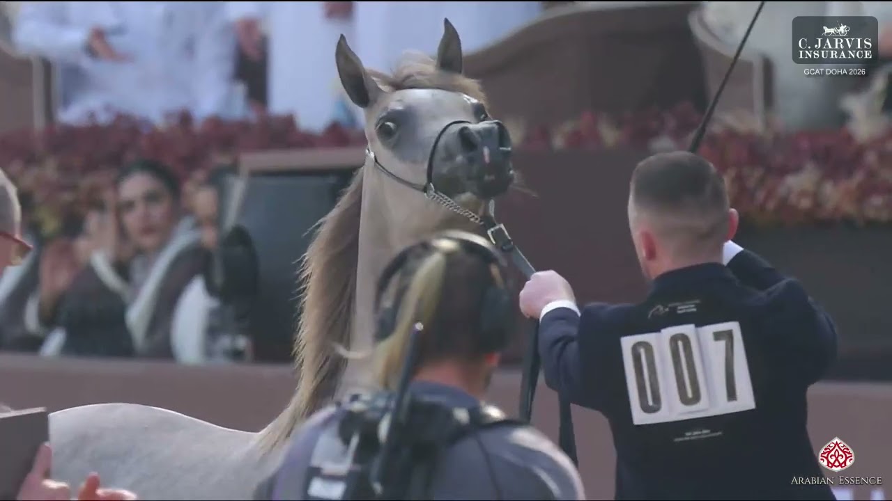 N.7 SHALWA AL ADWAN - GCAT Doha 2026 - Yearling Fillies A (Class 1A)