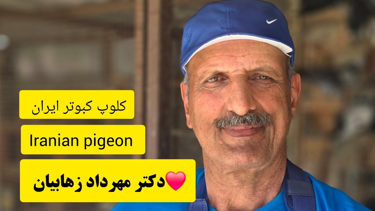 ❤️20 تیر 1404گزارش از کبوترا و مصاحبه با آقای دکتر مهرداد ذهابیان ازبابل iranian high flyers pigeon