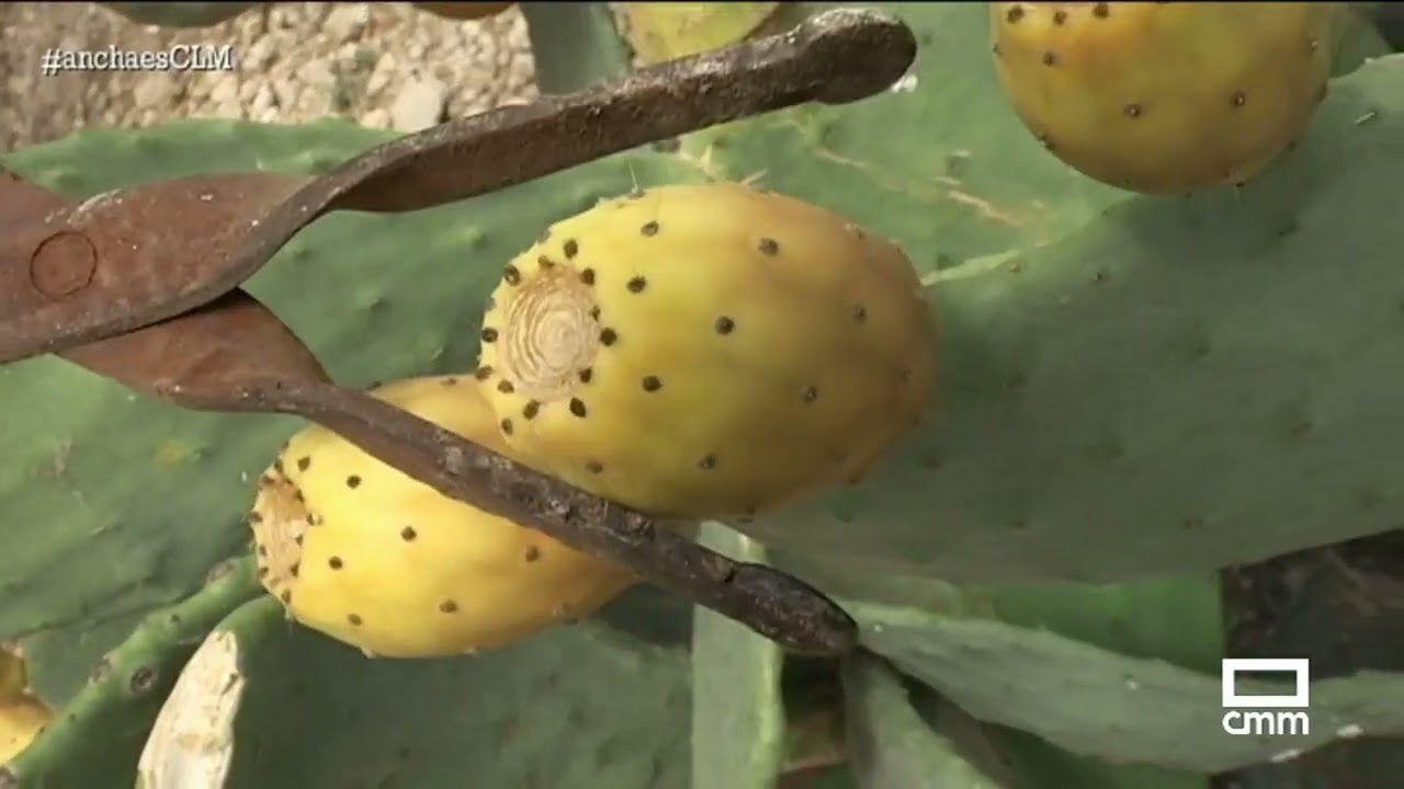 Recogemos higos chumbos en Liétor (Albacete) | Ancha es Castilla-La Mancha