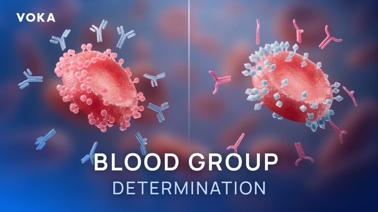 ABO Blood Typing: Determining Blood Groups Step-by-Step in 3D