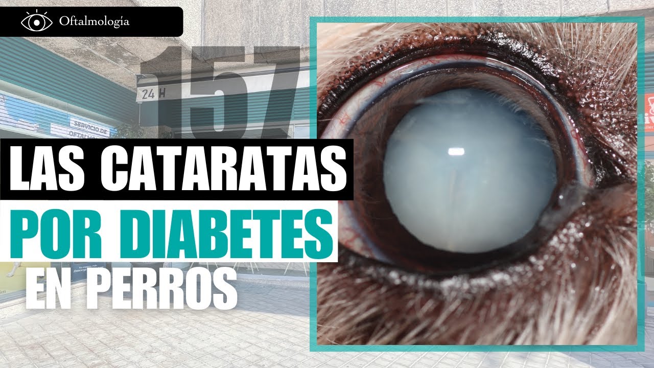 CAPÍTULO 157: Cataratas por diabetes en perros - Veterinario especializado en oftalmología.