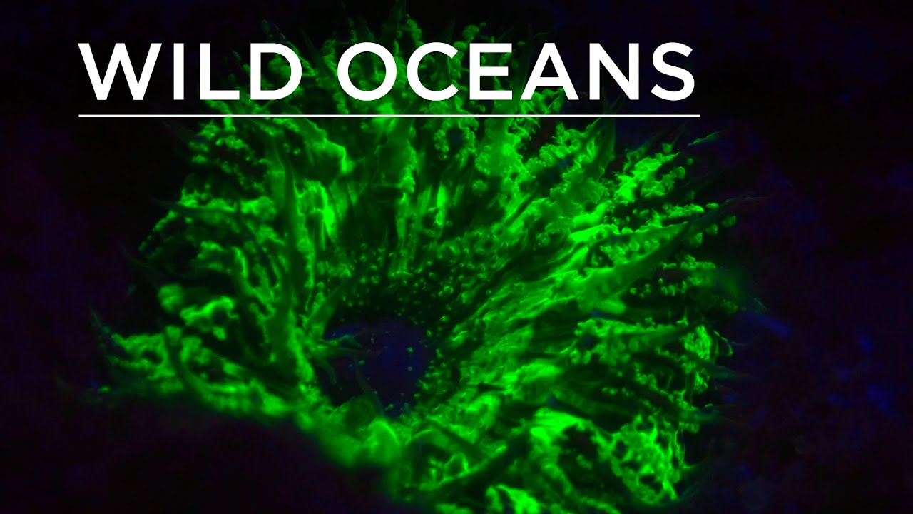Things that glow in the night: The wonders of fluorescent coral