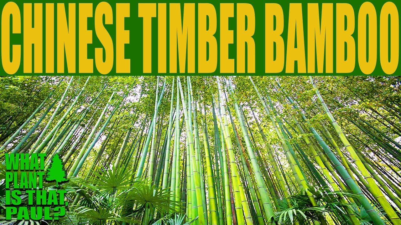 Chinese Timber Bamboo - Phyllostachys vivax - a spectacular bamboo with its golden yellow culms