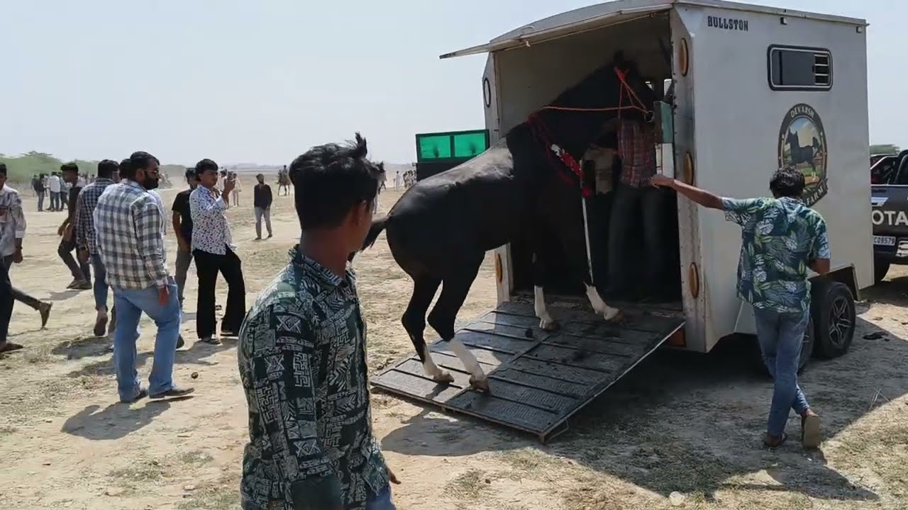 વીસાવાડા રેસ 5-3-2026/ગરો#horse #marwarihorse #horsepower #horseriding 