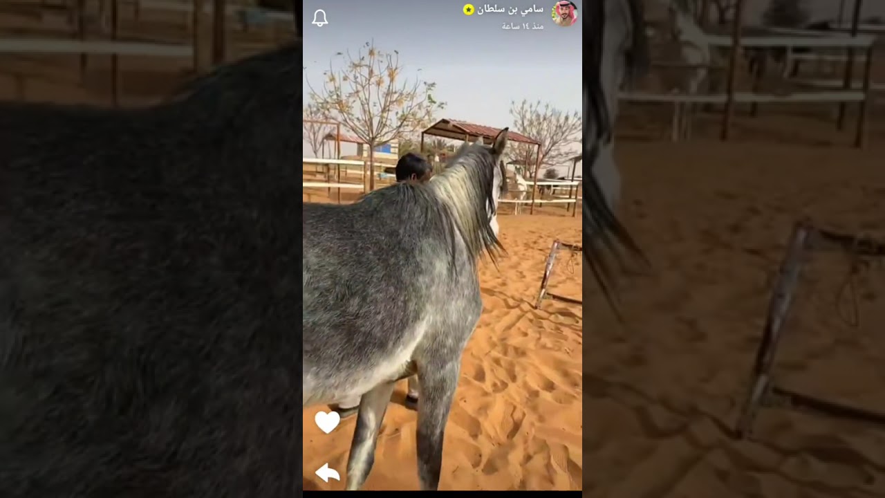 سنابات #سامي_بن_سلطان  كاملة بتاريخ 15 فبراير 2026, مشاهدة ممتعة🫡🔥 #قروب_ابو_حصه #اكسبلور