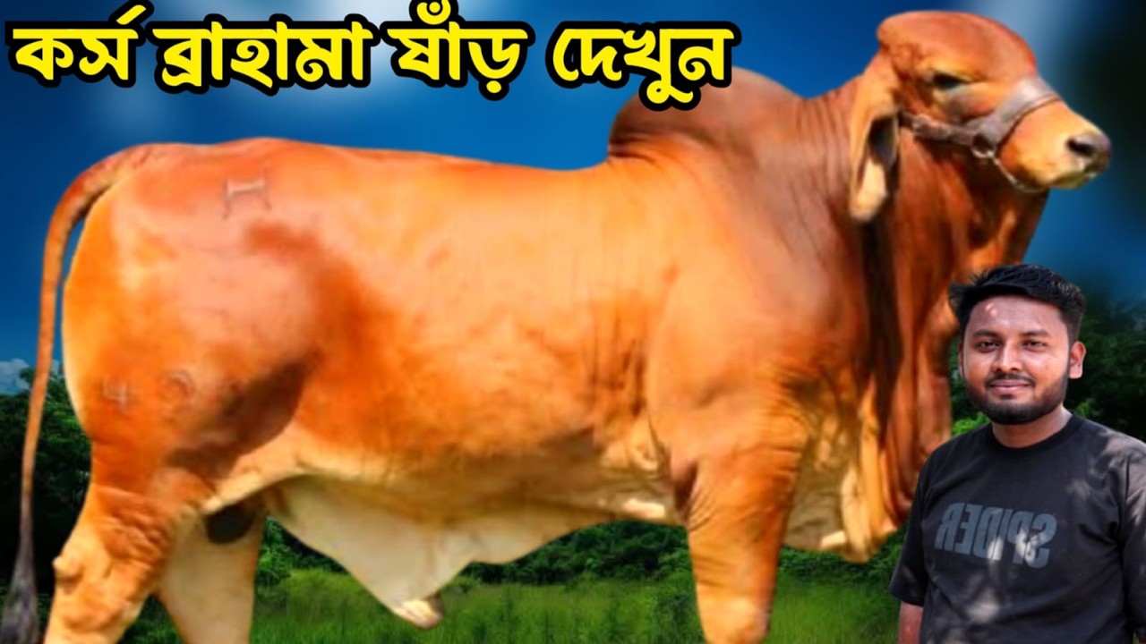 ক্রস ব্রাহামা ষাঁড় গরুর দাম জানুন। সেরা মানের সব ক্রস ব্রাহামা গরু দেখুন। শুভ ডেইরী ফার্ম