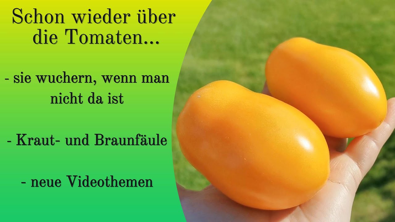 Tomaten im August / Kraut- und Braunfäule im Gewächshaus und vieles mehr