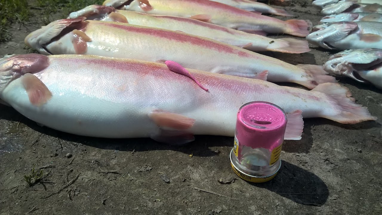 29 ørred fanget hos Roskilde fiskeland d. 13/06/2015
