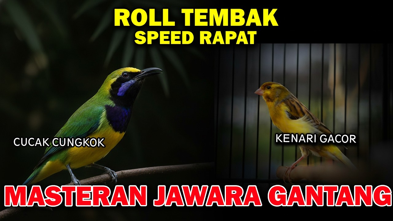 MASTERAN ROLL TEMBAK JAWARA CUCAK CONGKOK VS KENARI GACOR