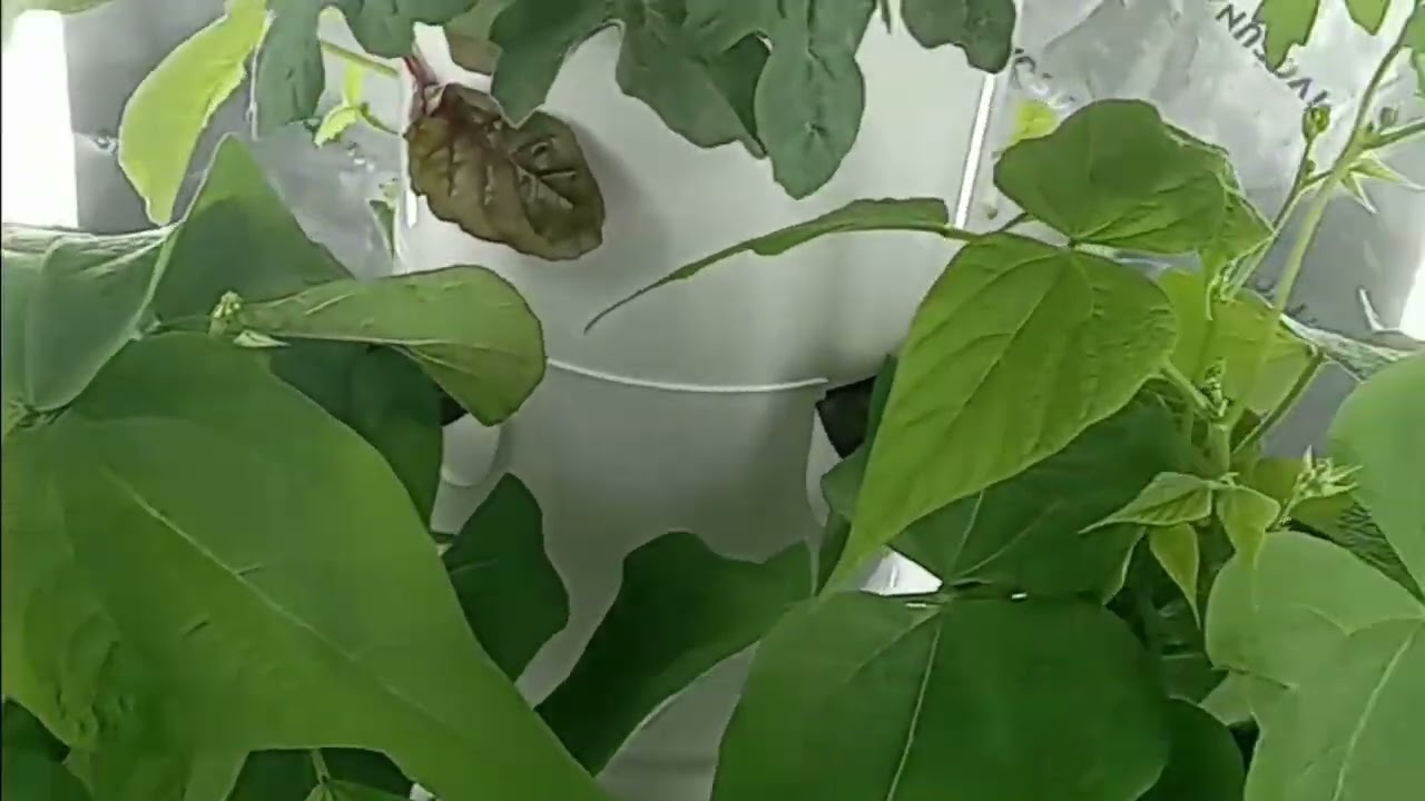 Indoor Garden Update- My Garden Blessings From Seedling To Tower