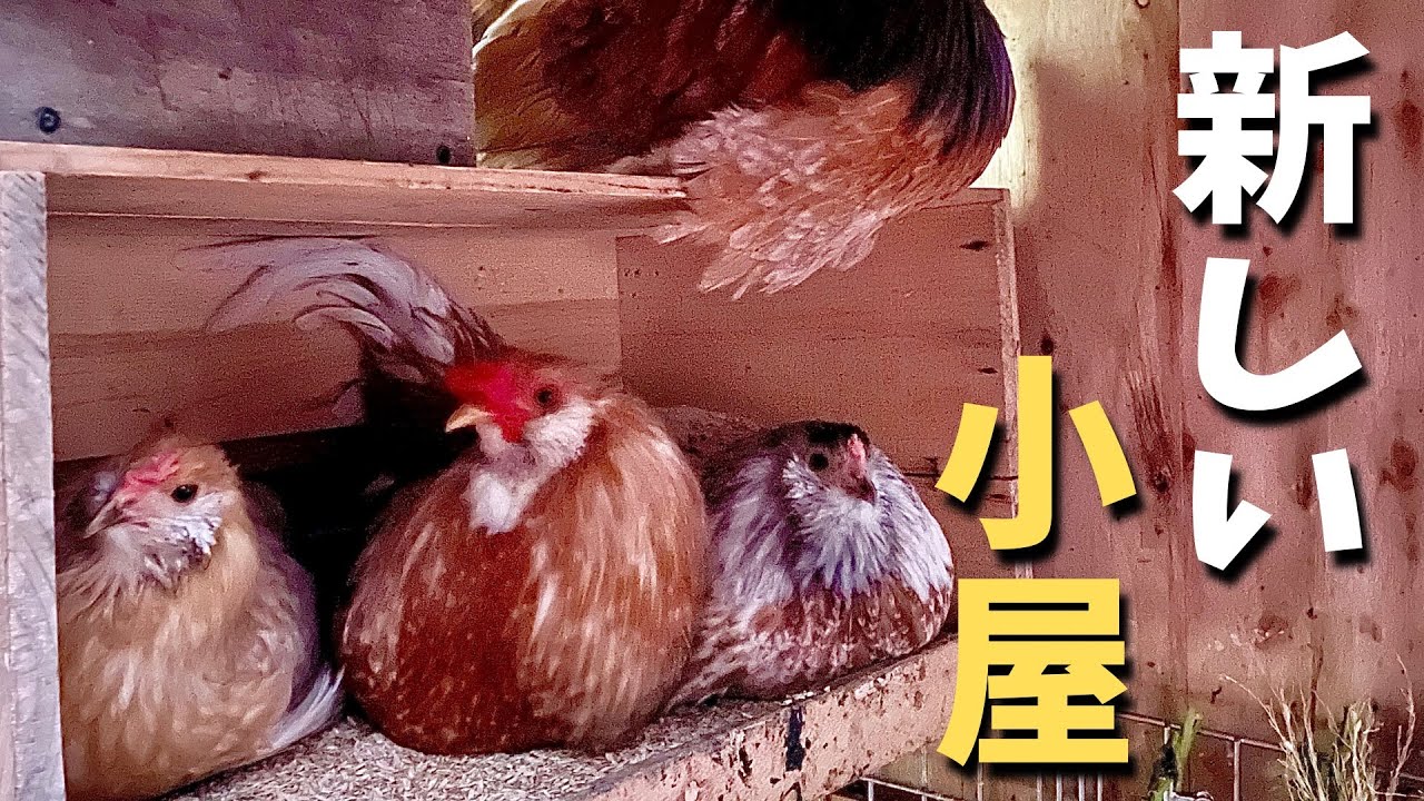 【鶏小屋DIY】新しいニワトリ小屋が完成しました　#17