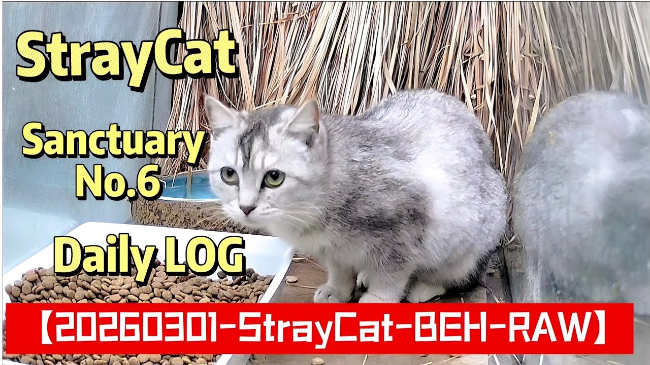 【20260301-StrayCat-Relaxing】Sanctuary No.6 Daily LOG#cat #cute #CatSanctuary #StrayCat #Relaxing
