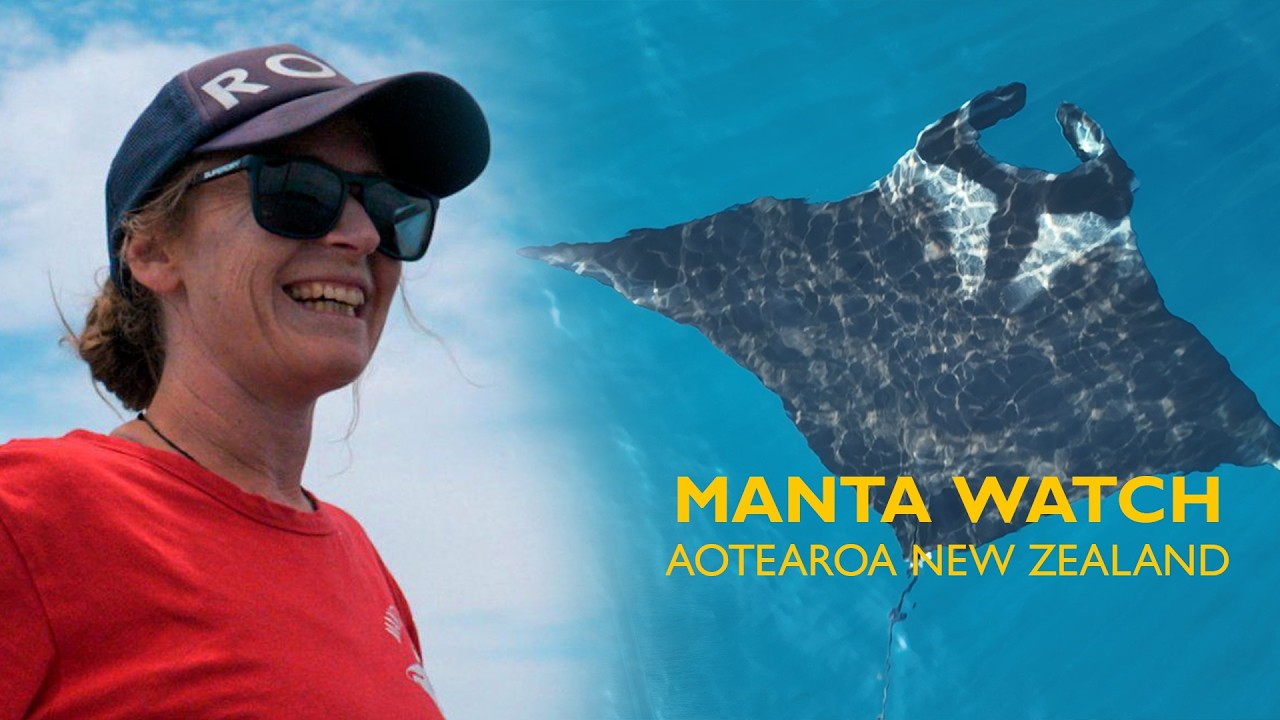 About Manta Watch Aotearoa New Zealand