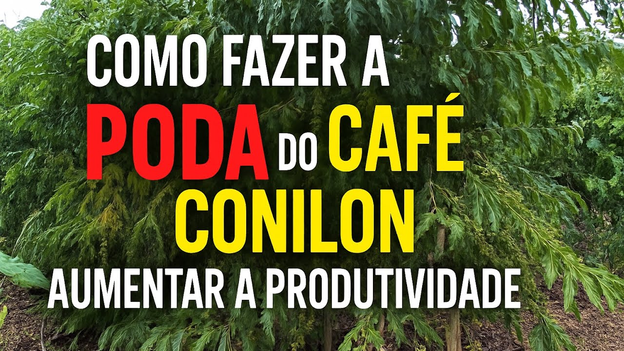 Como Fazer a Poda do Caf&eacute; Conilon para Aumentar a Produ&ccedil;&atilde;o