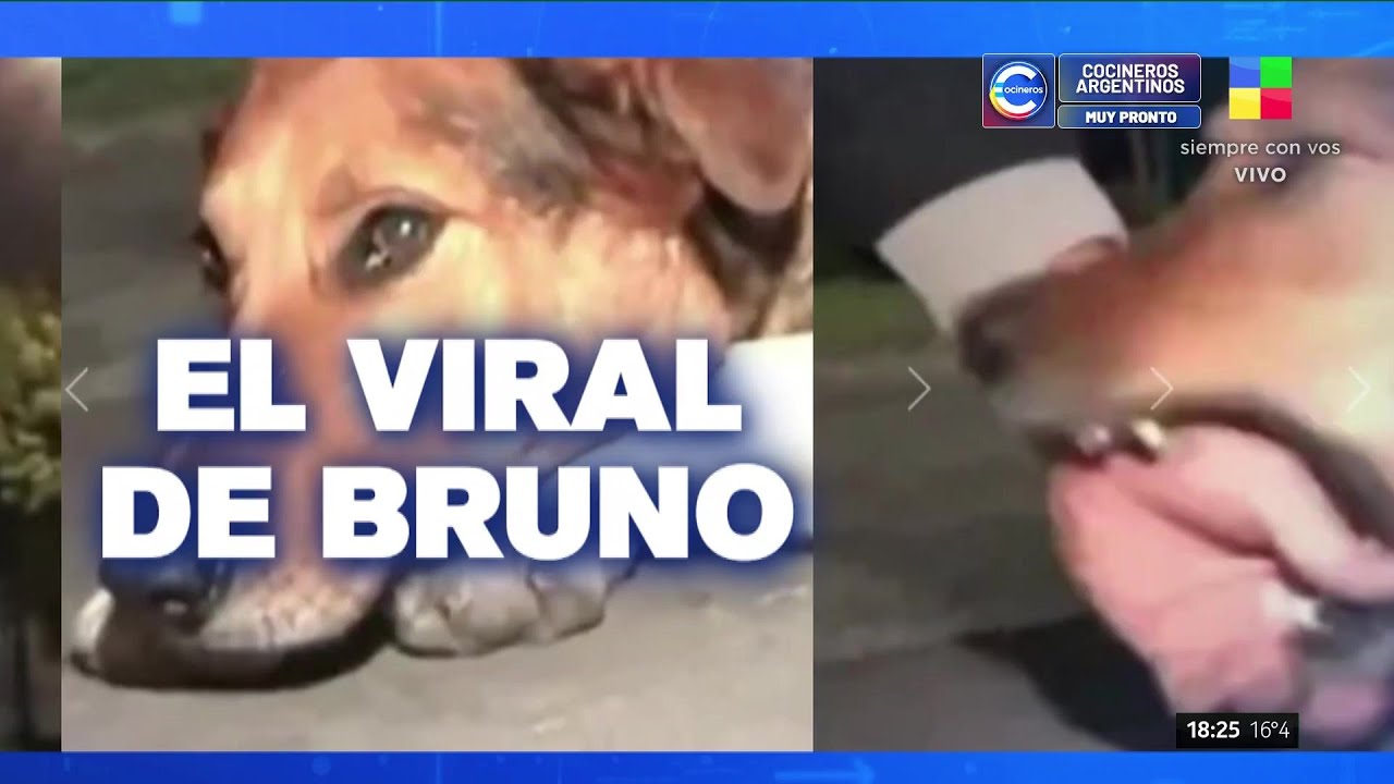 🔵 LANÚS: buscan hogar para el perro BRUNO