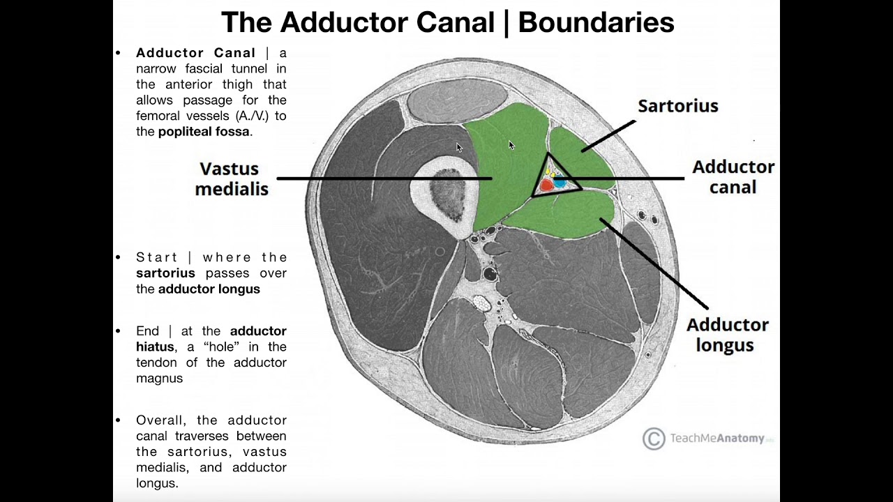 Structure & Components of the Adductor Canal