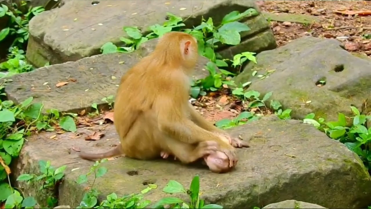 bayi cantik
