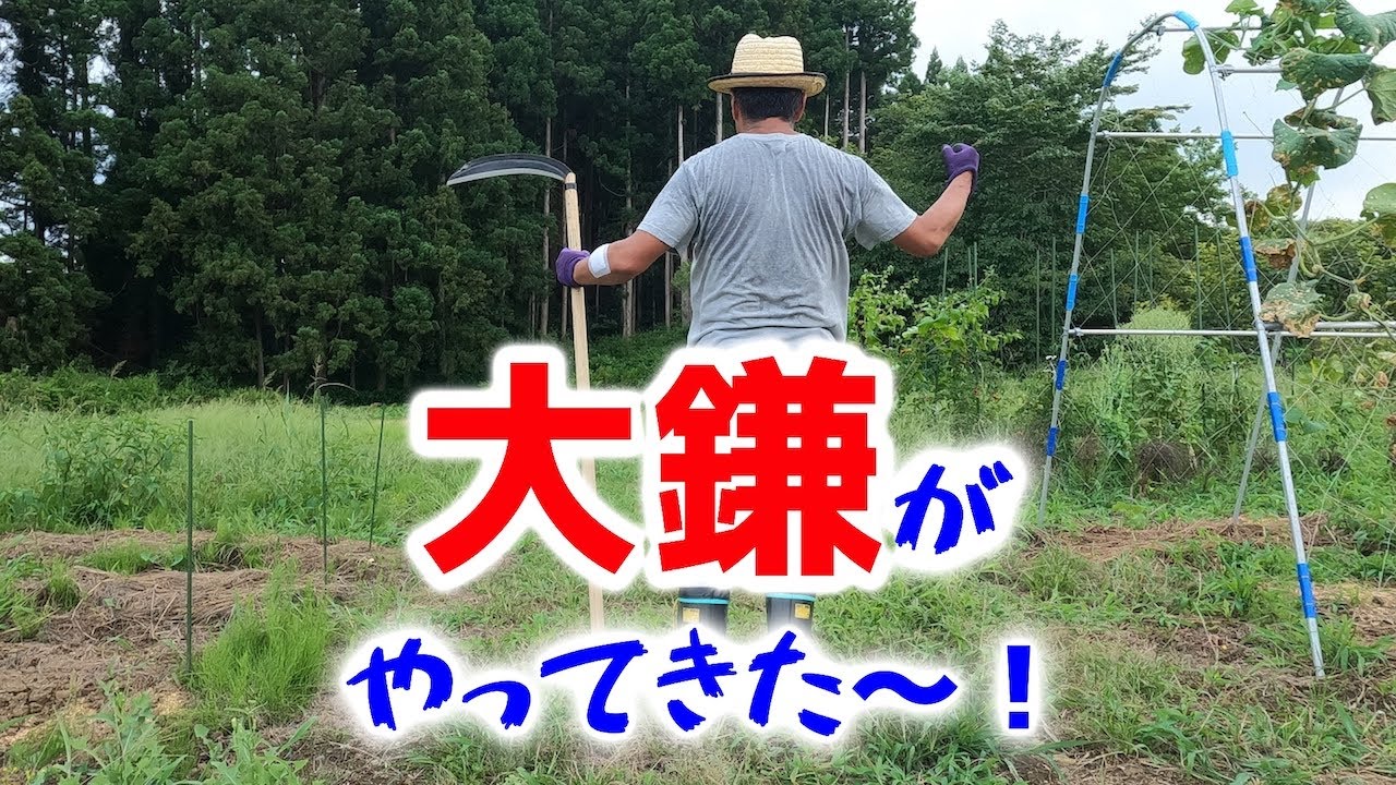 【大鎌がやってきた〜】刈り払い機では味わえない草刈り方法：20210729#108