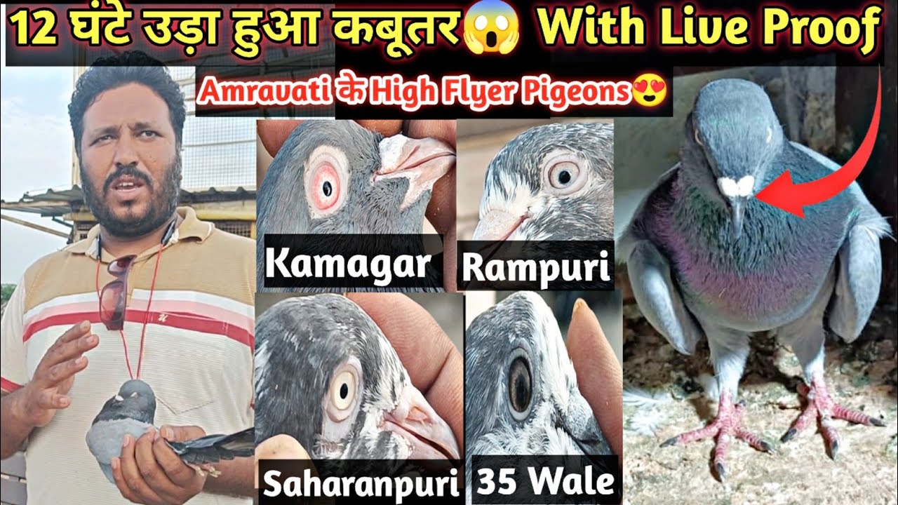 Amravati Ke Jabardast High Flyer Pigeons😍 | Aniruddha Alone