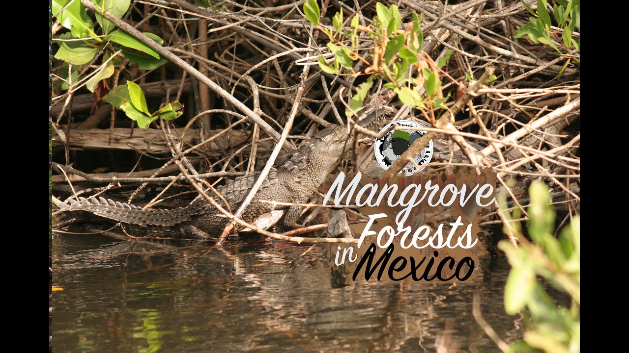 Mangrove Forests in Mexico