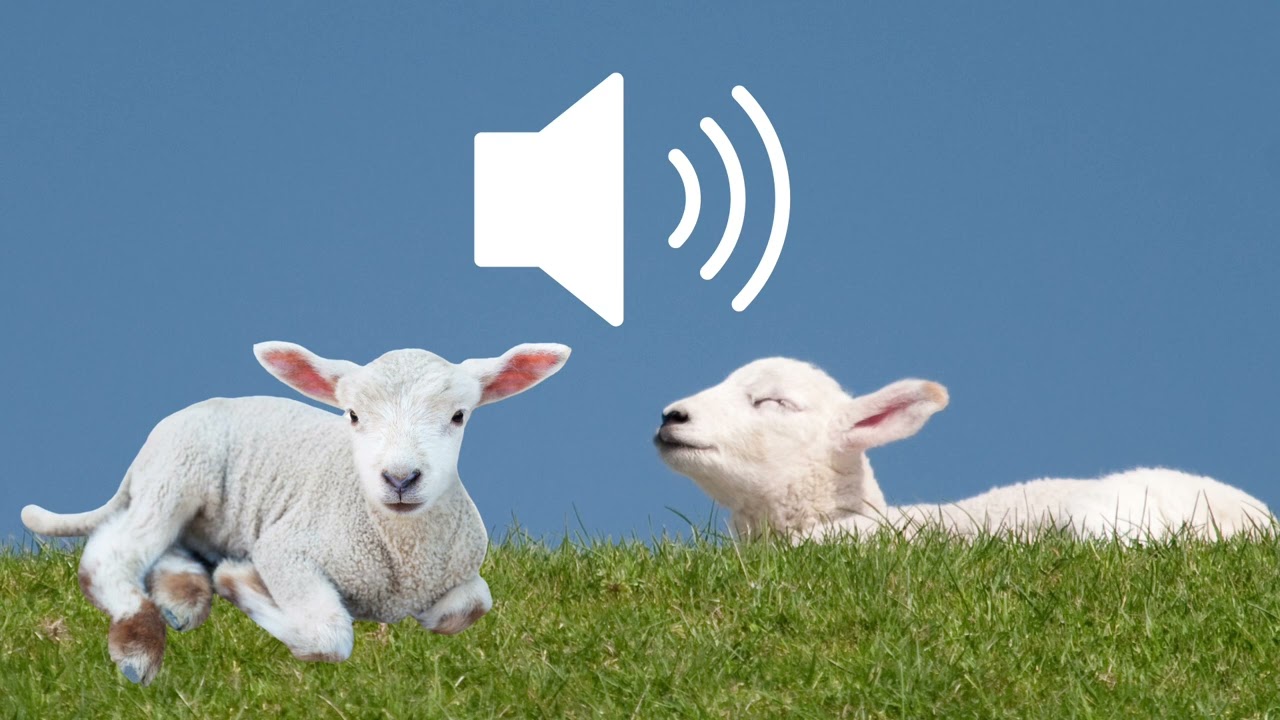 Lamb baby sheep baaing bleating sound effects SFX (HD)