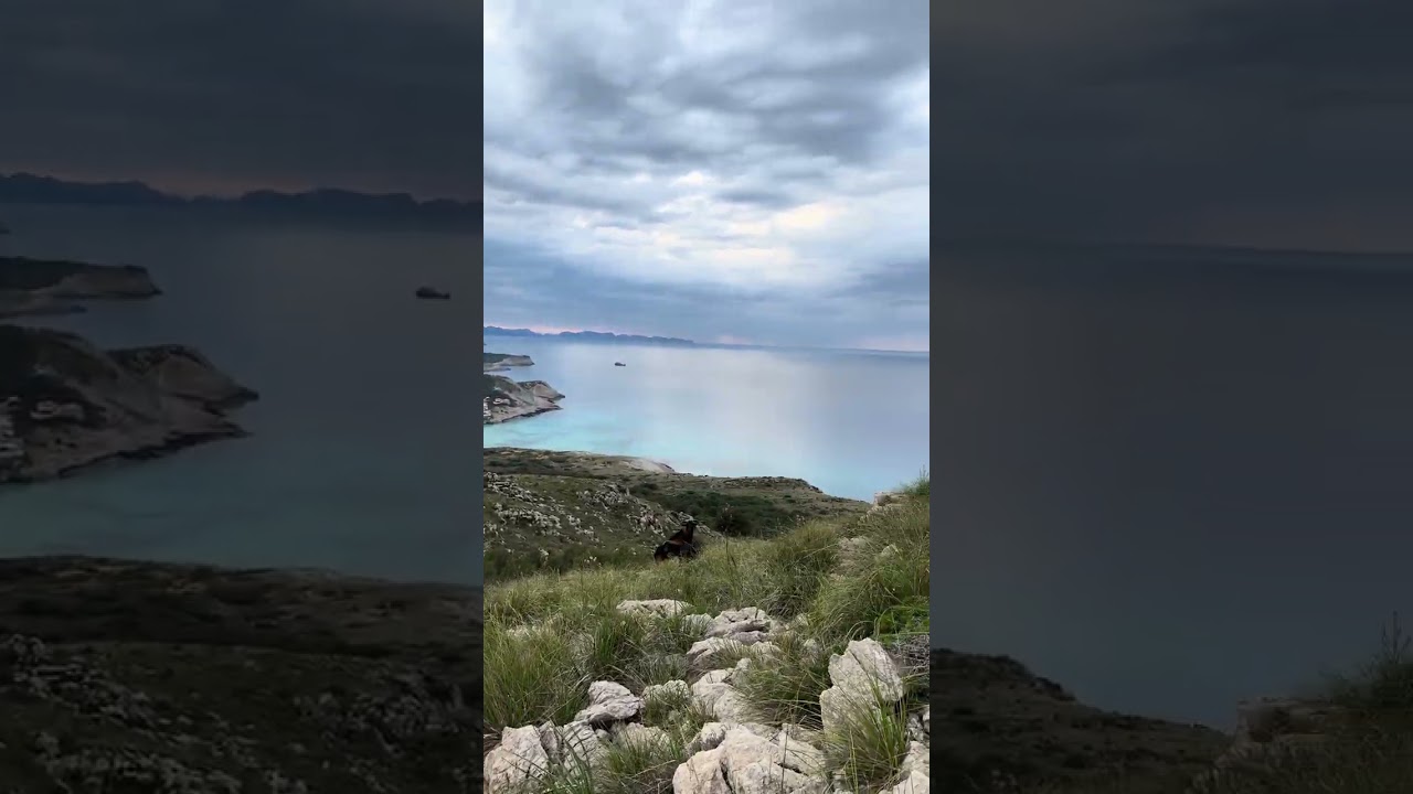 Palma de Mallorca / Встретили в горах Capra hircus ssp