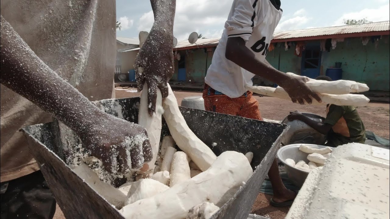 How Cassava Dough Is Made In Ghana 🇬🇭 Africa | Picabolo Tv Gh