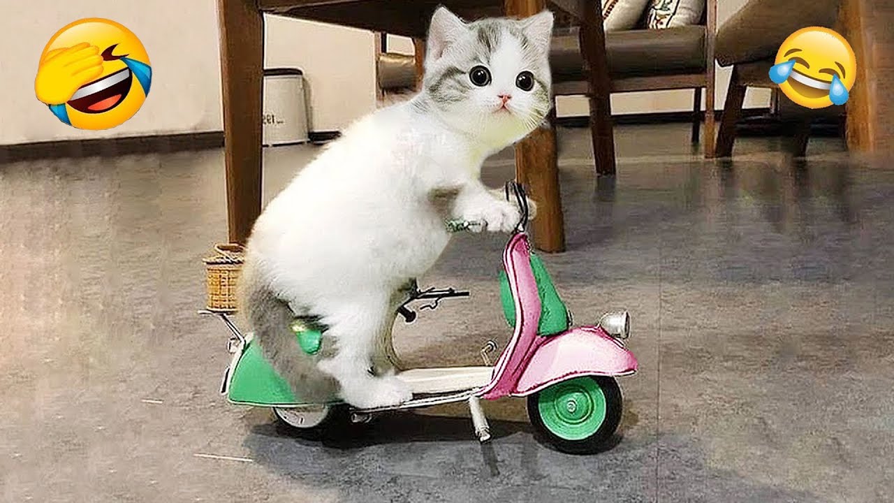 Try Not To Laugh 😅 Funniest Cats and Dogs Videos 2025 😽🐶 Part 14