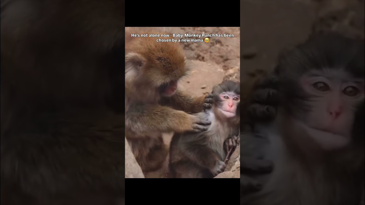 baby punch is no longer alone he&rsquo;s been chosen by a new mom 🥹