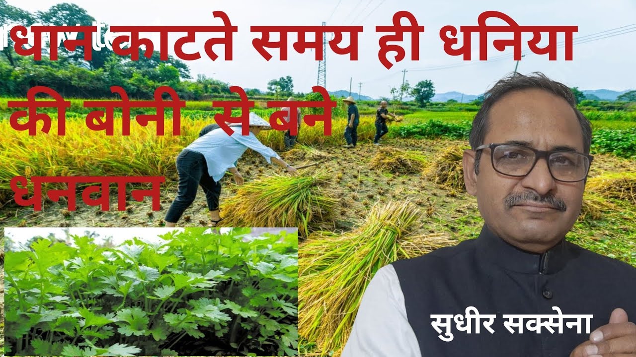धनिया से बने धनवान। फसल कटते कटते धनिया बोए। धनिया से कमाएं लाखों।