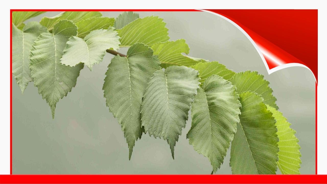 10 Elm Species You Should Know About 🛋️