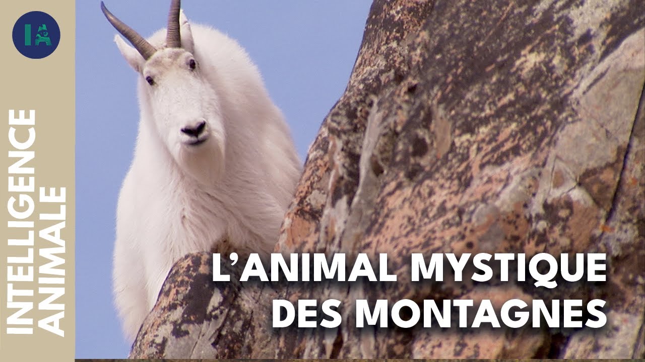Rencontre dans les hauteurs : la chèvre des montagnes I IA