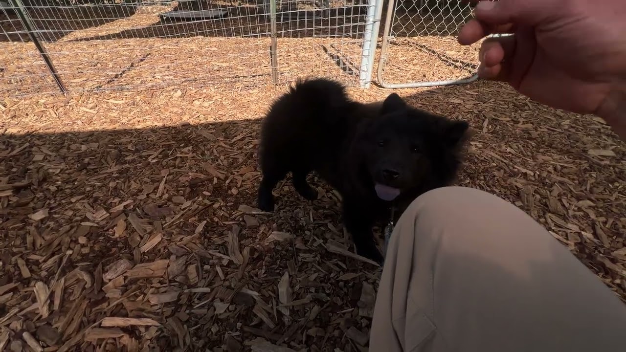 How to be a parent to your puppy 