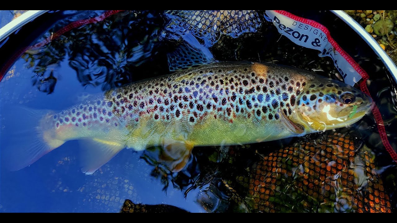 Риболов със силикон на диви пъстърви. Wild trout on silicone lures.