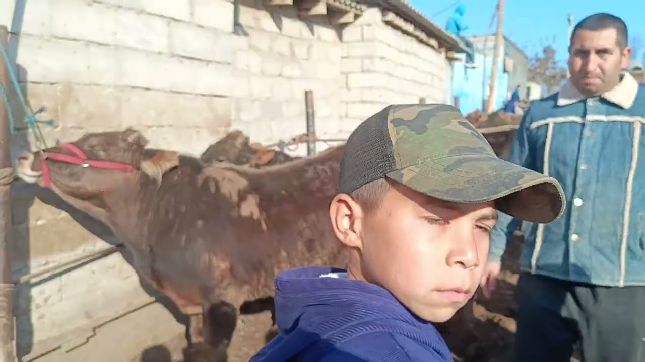 Молбозори кумсангир нархи  говои чушо ва молои майда ва калон 01 03 2026