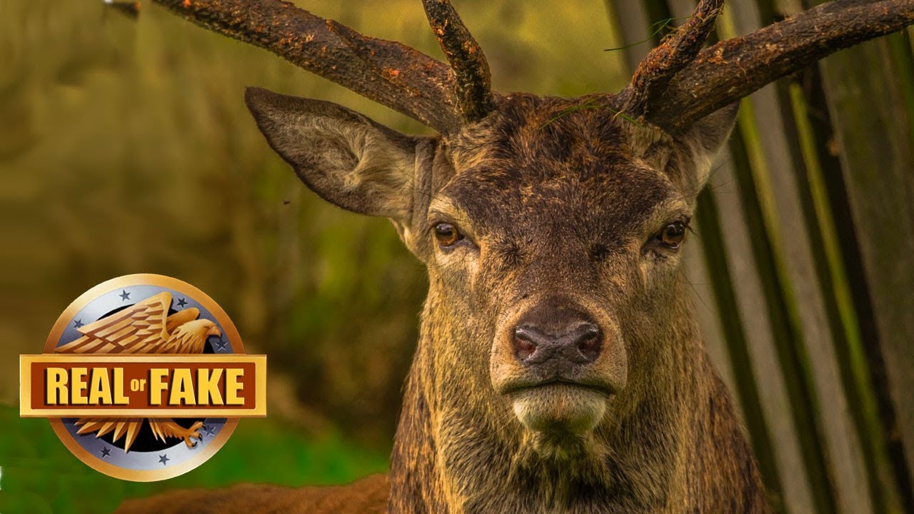 Real or Fake? Zombie Deer & More