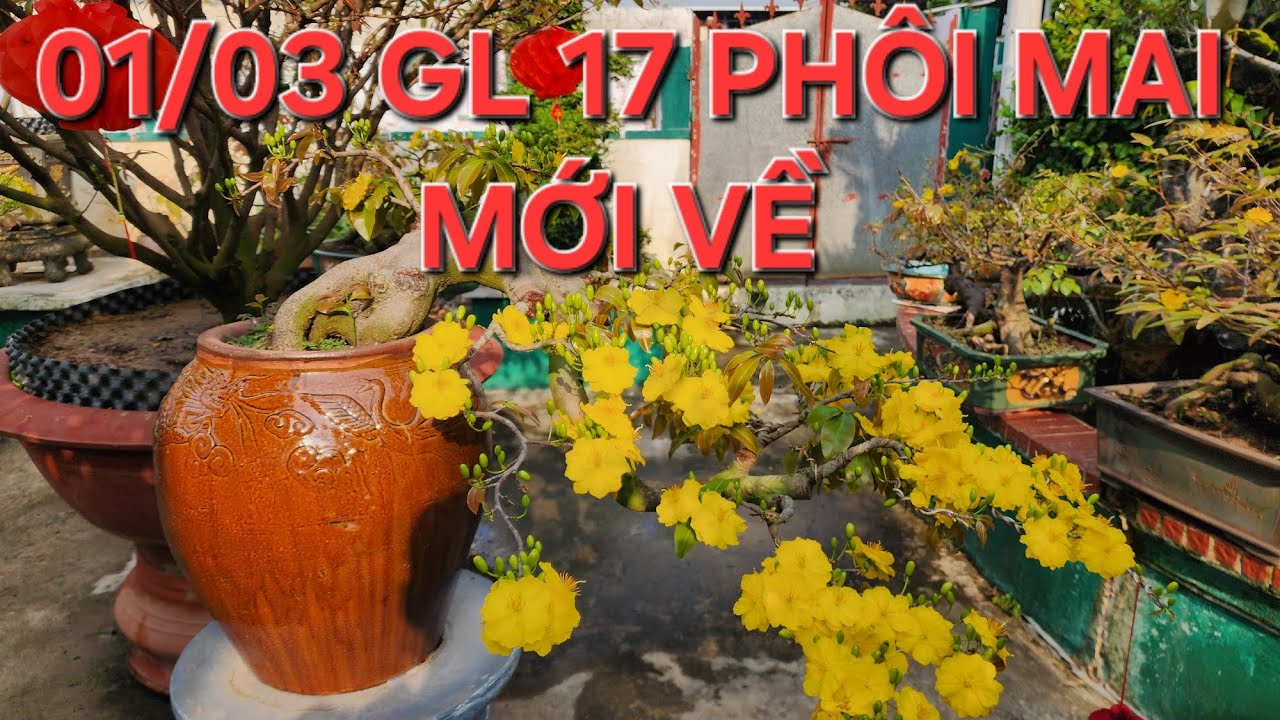 01/03 MINH NHÍ 0976567966 GL 17 PHOI MAI ĐẸP GIÁ HỮU NGHỊ 