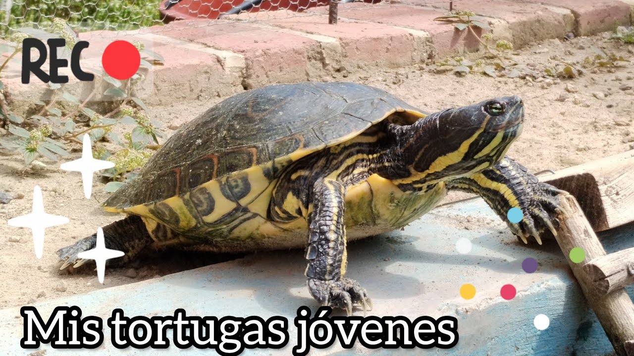 Mostrando mis tortugas, actualmente.🐢🙂🌵