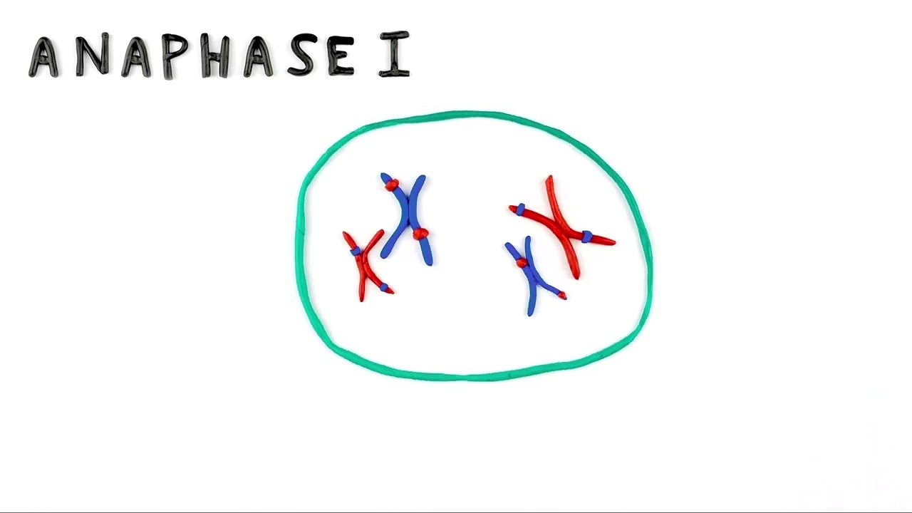 Meiosis: a simple introduction