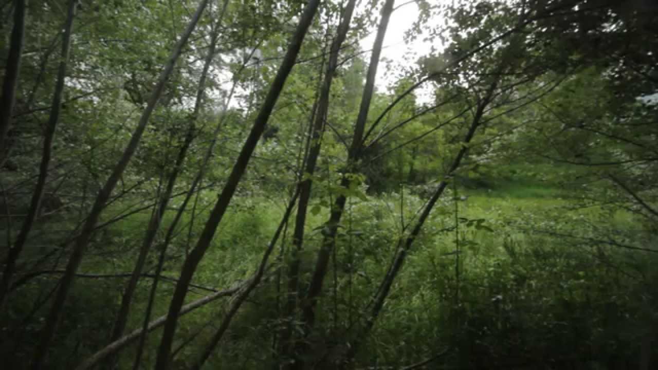 Starling in the Birch