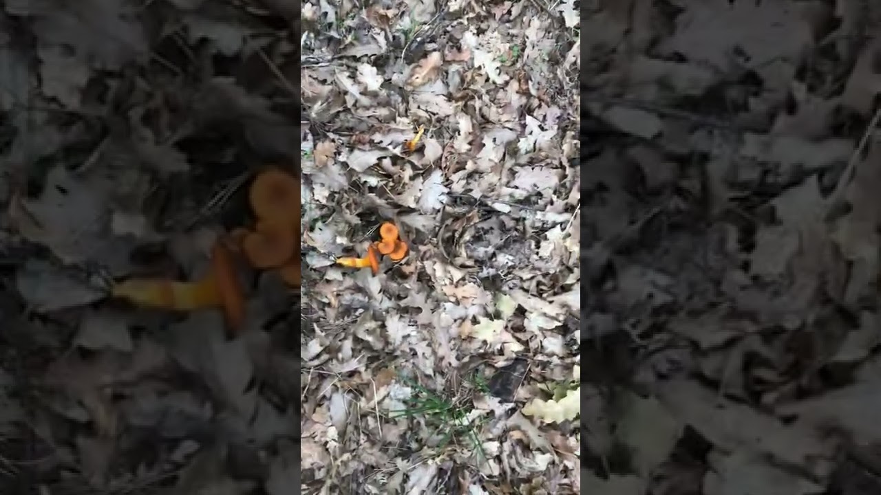 Omphalotus Olearius Pillole di Micologia, Conoscere i Funghi con Giacomo Ciabatti Ispettore Micologo