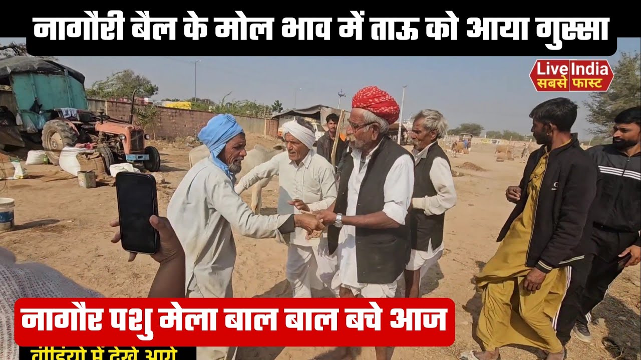 नागौरी बैल का लाइव सौदा ताऊ को आया गुस्सा लेकर जा रहे थे वापस बंधवा लिया
