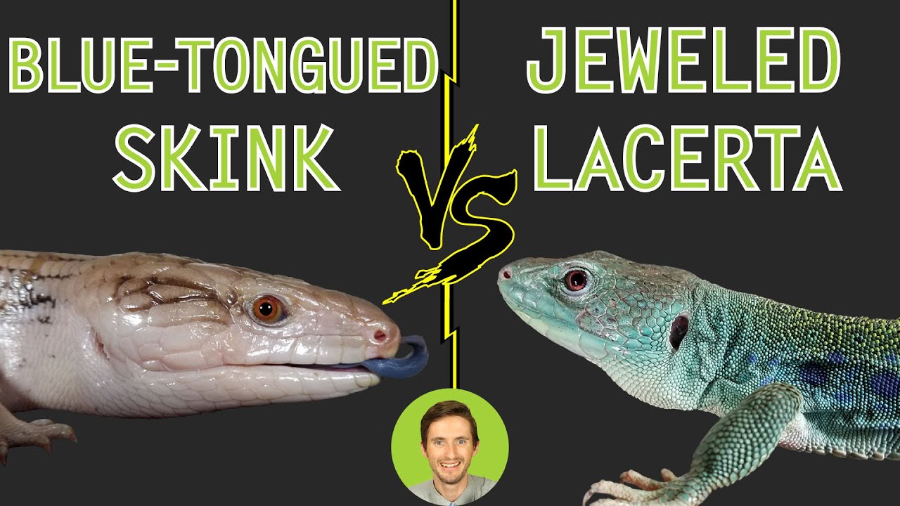Jeweled Lacerta vs Blue-Tongued Skink - Head To Head