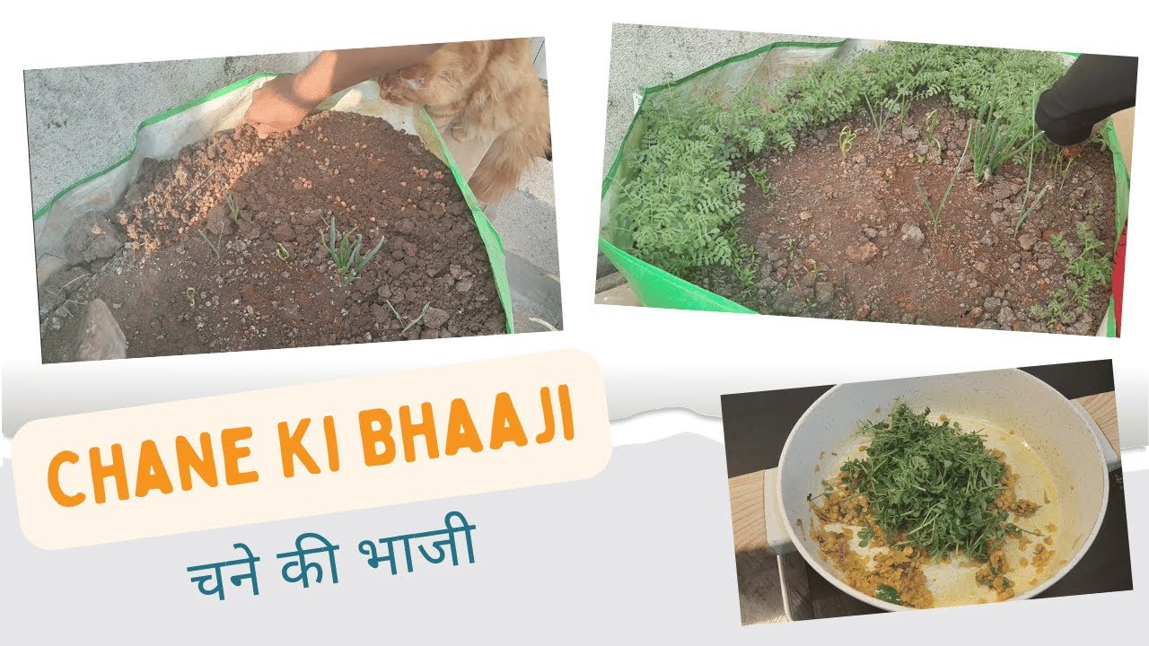 Chane Ki Bhaji Kaise Banate Hain | Chane Ki Bhaji Recipe | चने की भाजी