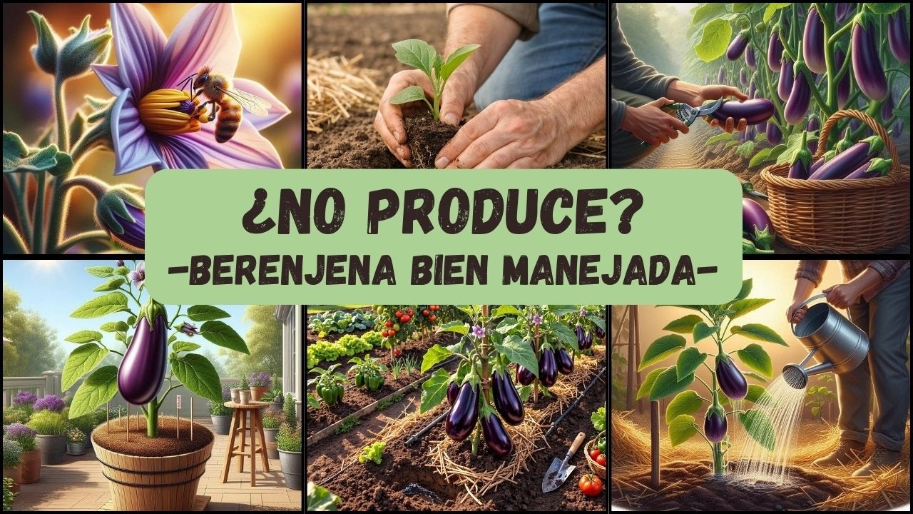 Técnicas Secretas para Multiplicar tu Cosecha de Berenjena