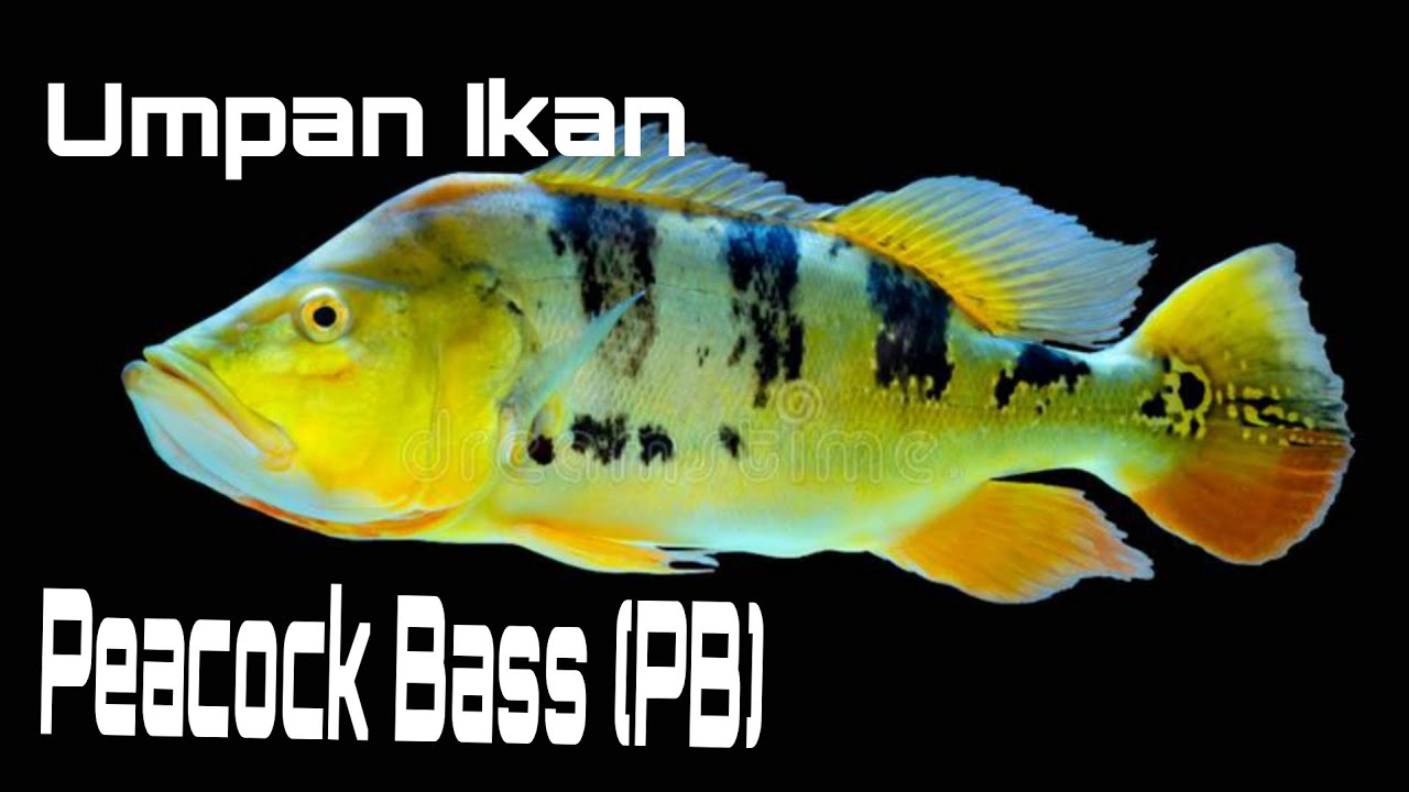 Teknik Dan Umpan Memancing Ikan Peacock Bass (PB) / Ikan Raja