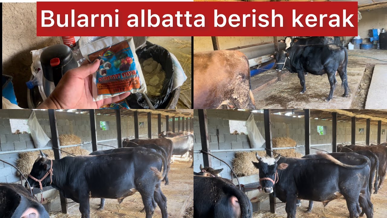 Davron_vet ning buqa boqishini kuring va nimalar qilinmoqda??