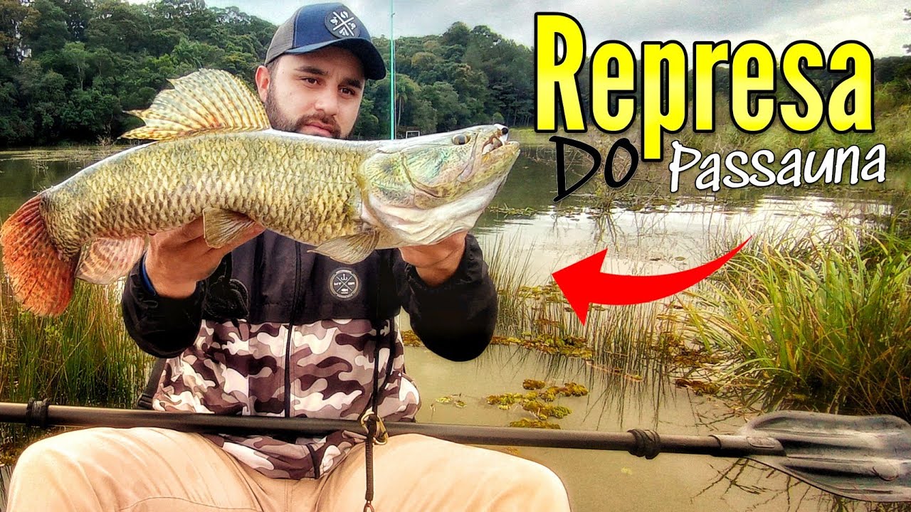 QUANDO A TRAÍRA BATE E VOLTA NA ISCA DE NOVO - Pescaria na Represa do Passauna!